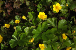 Waldsteinia ternata  bestellen